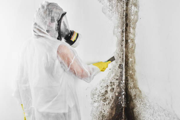Best Emergency Mold Remediation in Savanna, IL