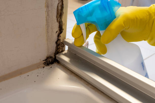 Best Bathroom Mold Remediation in Savanna, IL