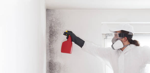 Best Commercial Mold Remediation in Savanna, IL