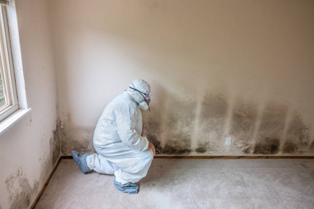 Best Mold Testing and Inspection Services in Savanna, IL